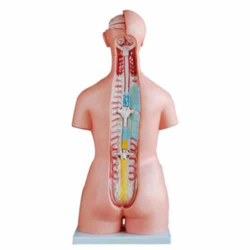 Torso Humano Bissexual Cm E Partes Col Coleman Equipamentos