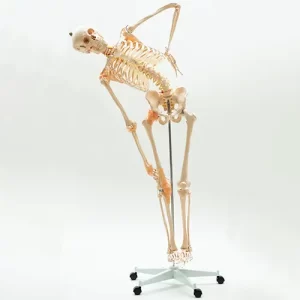 COL 1101-F - Esqueleto Humano 1,70m com Coluna Flexível e Ligamentos