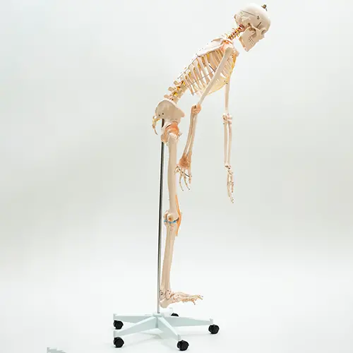 COL 1101-F - Esqueleto Humano 1,70m com Coluna Flexível e Ligamentos - Image 2
