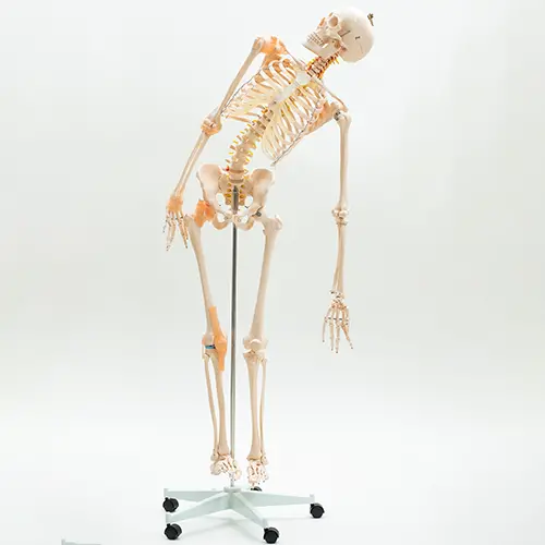 COL 1101-F - Esqueleto Humano 1,70m com Coluna Flexível e Ligamentos - Image 3