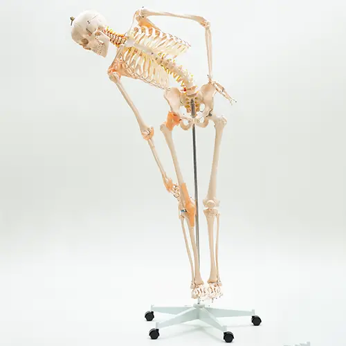 COL 1101-F - Esqueleto Humano 1,70m com Coluna Flexível e Ligamentos - Image 4