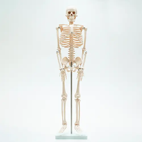 COL 1102 - Esqueleto Humano 85cm com Suporte