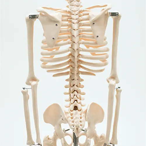 COL 1102 - Esqueleto Humano 85cm com Suporte - Image 4