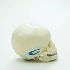 COL 1104-F - Crânio Fetal