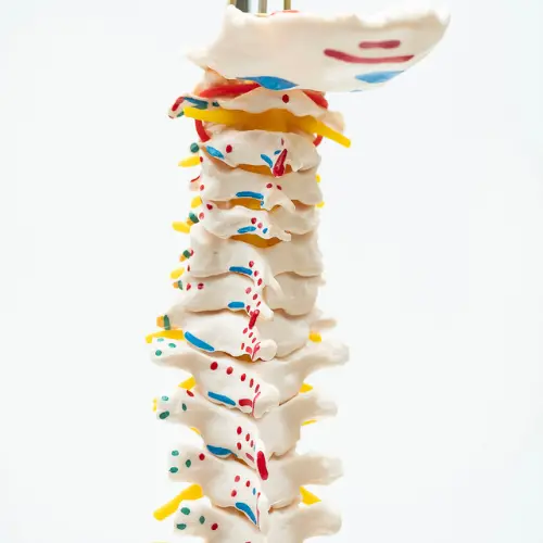 COL 1105-A - Coluna Vertebral Flexível c/ Pelve e Músculos Pintados - Image 2