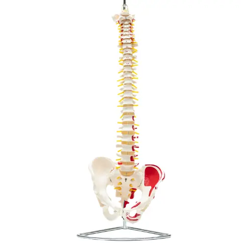 COL 1105-A - Coluna Vertebral Flexível c/ Pelve e Músculos Pintados