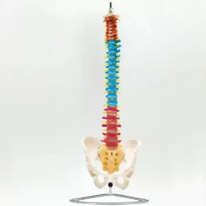 COL 1105-C - Coluna Vertebral Flexível Didática com Pelve