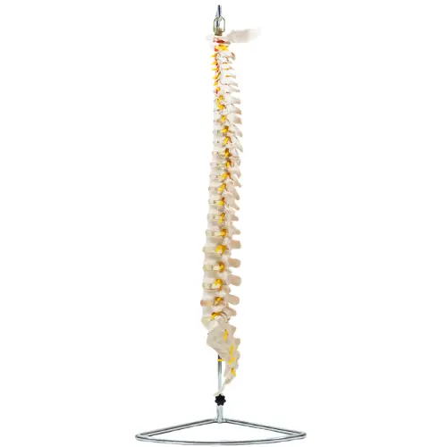 COL 1107 - Coluna Vertebral Flexível - Image 2