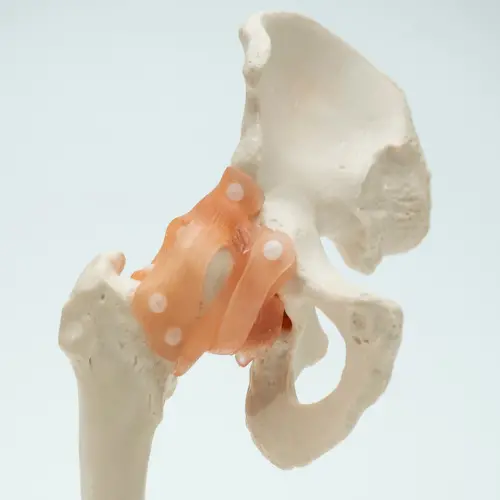 COL 1110 - Articulação do Quadril com Ligamentos - Image 2