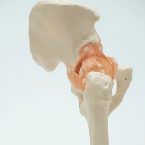 COL 1110 - Articulação do Quadril com Ligamentos - Image 3