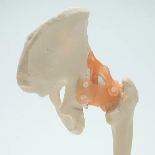 COL 1110 - Articulação do Quadril com Ligamentos - Image 4