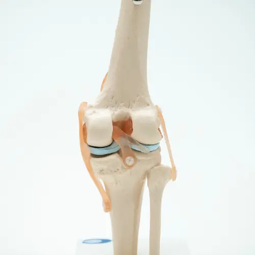 COL 1111 - Articulação do Joelho com Ligamentos - Image 2