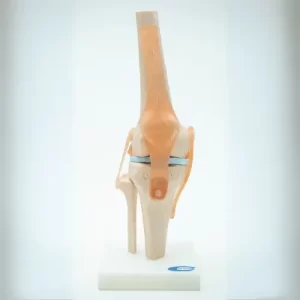 COL 1111 - Articulação do Joelho com Ligamentos