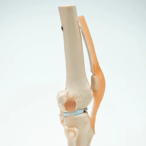 COL 1111 - Articulação do Joelho com Ligamentos - Image 4