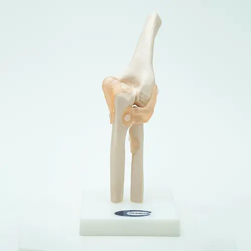COL 1112 - Articulação do Cotovelo com Ligamentos