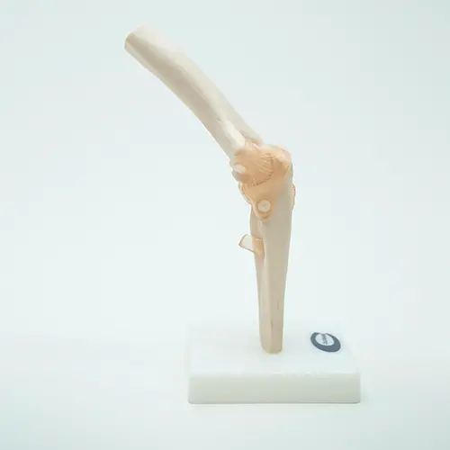 COL 1112 - Articulação do Cotovelo com Ligamentos - Image 2