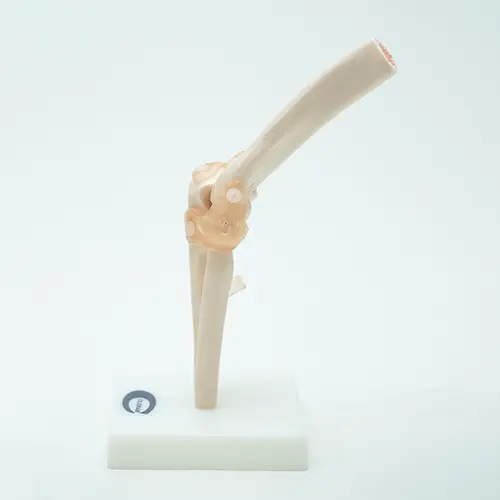 COL 1112 - Articulação do Cotovelo com Ligamentos - Image 3