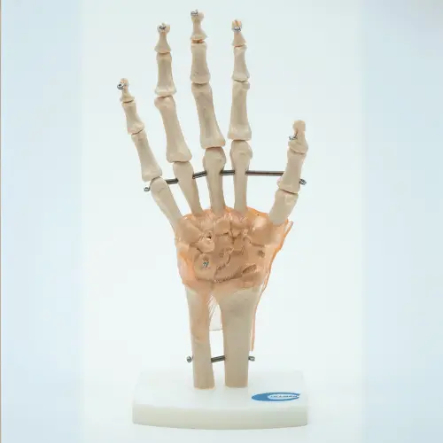 COL 1114-A - Articulação da Mão com Ligamentos