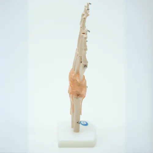 COL 1114-A - Articulação da Mão com Ligamentos - Image 3