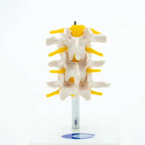 COL 1117 - Vértebras Lombares c/ 3 peças (Dorsal)