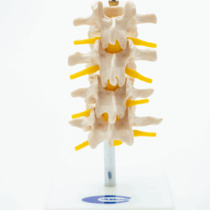COL 1118 - Vértebras Lombares c/ 4 peças (Cervical)