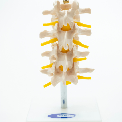 COL 1118 - Vértebras Lombares c/ 4 peças (Cervical)