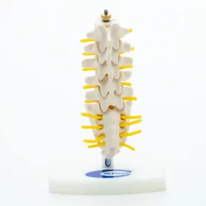 COL 1119-A - Coluna Vertebral Lombar Mini com Sacro