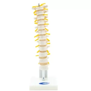 COL 1120 - Coluna Vertebral Toráxica