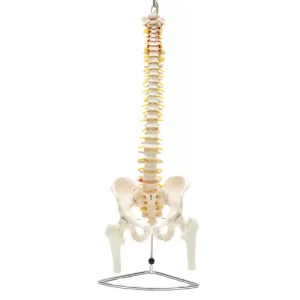 COL 1126 - Coluna Vertebral Flexível com Pelve e Parte do Femur