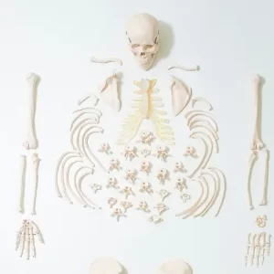 COL 1130 - Esqueleto Desarticulado Completo 1,70cm
