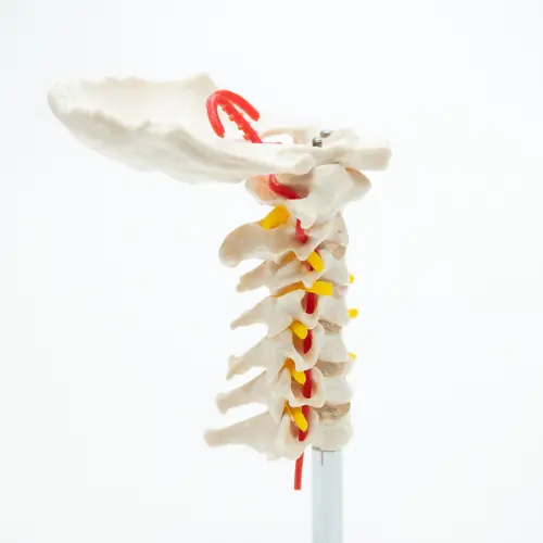 COL 1133 - Coluna Vertebral Cervical - Image 2