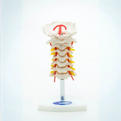 COL 1133 - Coluna Vertebral Cervical
