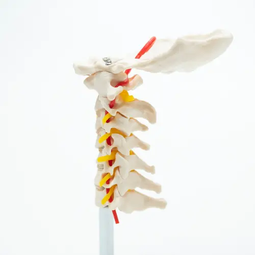 COL 1133 - Coluna Vertebral Cervical - Image 3