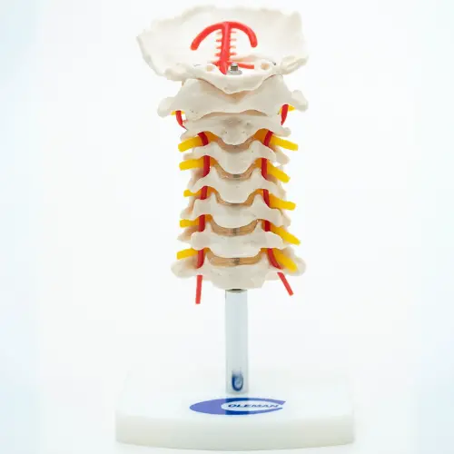 COL 1133 - Coluna Vertebral Cervical - Image 4