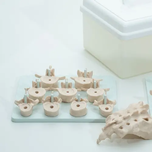 COL 1140 - Coluna Vertebral Desarticulada em caixa de plástico - Image 3