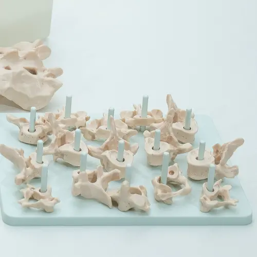 COL 1140 - Coluna Vertebral Desarticulada em caixa de plástico - Image 4