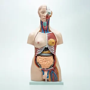 COL 1204 - Torso Humano Bissexual 85cm 24 partes