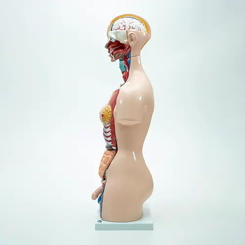 COL 1204 - Torso Humano Bissexual 85cm 24 partes - Image 2