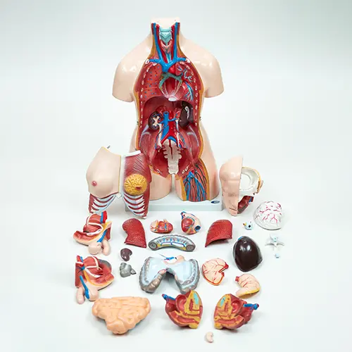 COL 1204 - Torso Humano Bissexual 85cm 24 partes - Image 3