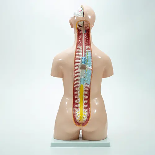 COL 1204 - Torso Humano Bissexual 85cm 24 partes - Image 4