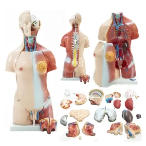COL 1205 - Torso Humano Bissexual 45cm 24 partes