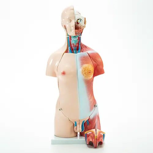 COL 1205 - Torso Humano Bissexual 45cm 24 partes - Image 2