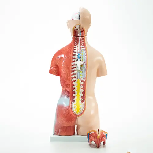 COL 1205 - Torso Humano Bissexual 45cm 24 partes - Image 4