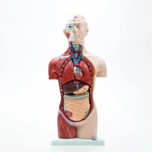 COL 1207 - Torso Humano Assexuado 42cm 18 partes
