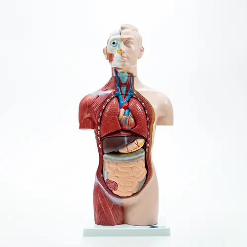 COL 1207 - Torso Humano Assexuado 42cm 18 partes