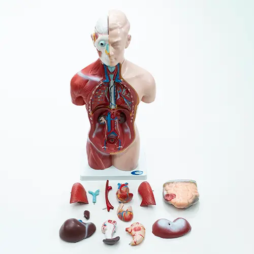 COL 1207 - Torso Humano Assexuado 42cm 18 partes - Image 2