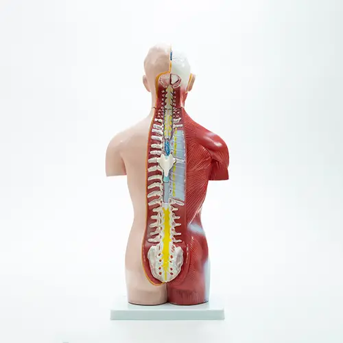 COL 1207 - Torso Humano Assexuado 42cm 18 partes - Image 3