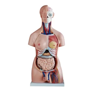 COL 1208 - Torso Humano Bissexual 85cm 40 partes