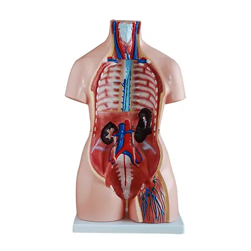 COL 1208 - Torso Humano Bissexual 85cm 40 partes - Image 2
