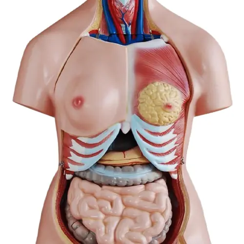 COL 1208 - Torso Humano Bissexual 85cm 40 partes - Image 4